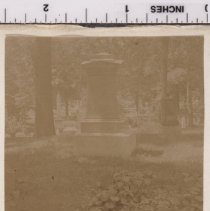 Lot 1376, Ailanthus Path