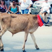 Waterbury 4th of July