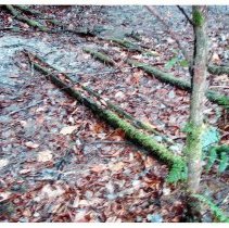 Mount Mansfield Electric Railroad