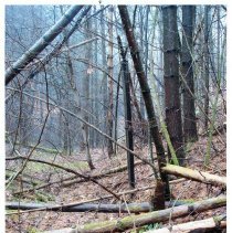 Mount Mansfield Electric Railroad