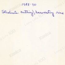 1988-1990 Osan American Elementary School students cutting and harvesting r