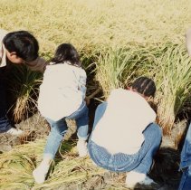 1988-1990 Osan American Elementary School students cutting and harvesting rice