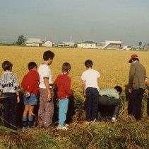1988-1990. Osan American Elementary School Field Trip. Rice Harvesting.