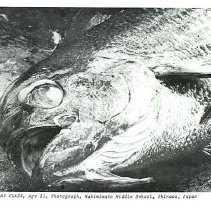 Sun Eight Dodds Pacific Region 1982 16