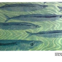 Sun Sixteen Dodds Pacific Region 1990 162