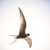 "Freedom of Flight" 2008