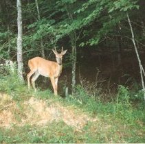 Deer in Cades Cove