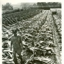 Tobacco: Lynch Farm