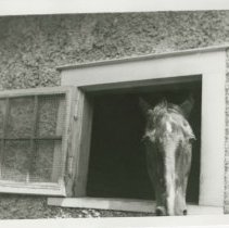 (532)Close-Up Shot of a Horse in the Cord Stables