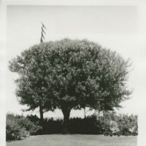 (533)  Shot of a Magnificent Tree on the E.L. Cord Estate