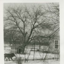 (533)  Shot of a Dog and its Hosue on the E.L. Cord Estate