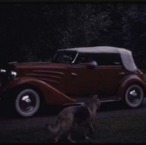 1934 Auburn Phaeton and dog