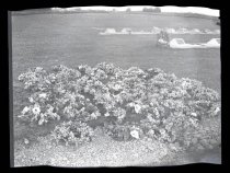 Wreaths of flowers at Waimate lawn cemetery