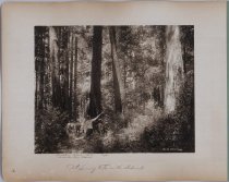 "A Charming Vista in the Redwoods"