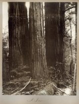 "A Trio" of giant redwoods