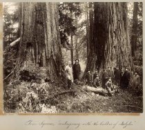 Big Basin Redwoods State Park