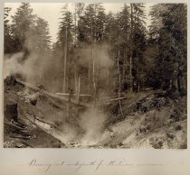 "Burning out Undergrowth for Woodman's Convenience"