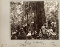 "Christening the Big Trees"