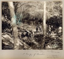 A Canopy of Branches