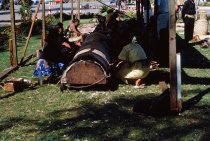 "Making Tapa - Tonga, Langa Fonua - Tapa Boards"