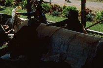 "Making Tapa - Tonga, Langa Fonua - Tapa Boards"