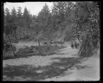 373 HAULING LOGS, BLOOMS MILL, BIG BASIN