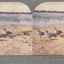 B2008.04.02 Stereograph - Set 2