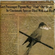 Newspaper Article about Passenger Pigeon