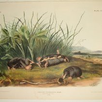 Townsend's Shrew Mole