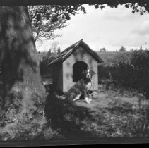 Dog next to doghouse at Sunrise Mill
