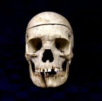 Human Skull