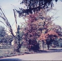 Trees Facing West of Benjamin and Bradley Streets