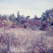 Field Located at the End of Benjamin Street