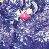 Polished Apple on a Tree in the Field at the End of Benjamin Street