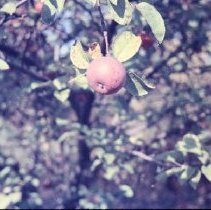 One Unpolished Apple on a Tree in the Field at the End of Benjamin Street