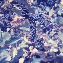 Wild Grapes in the Field at the End of Benjamin Street