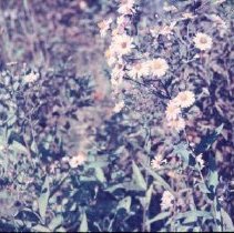 Wild Flowers in the Field at the End of Benjamin Street