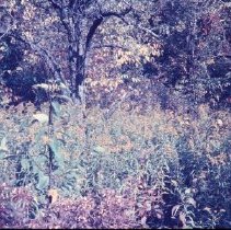 The Field Jim Played In When He Was a Boy