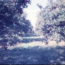 Hillcrest Orchard at Harvest Time
