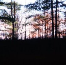 Forested Area Near 30 Mile and Mt. Vernon Roads