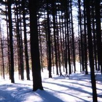 Forested Area Near Mt. Vernon Road