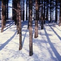 Forested Area Near Mt. Vernon Road