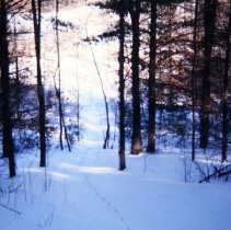 Forested Area Near Mt. Vernon Road