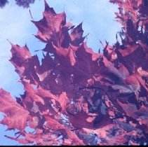 Leaves - One Season Ending and Another Beginning