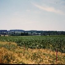 Farmland North of 32 Mile Road and West of Van Dyke Road