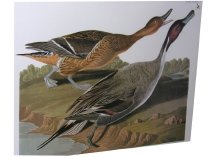 Pin-tailed Duck-John James Audubon