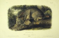 Canada Lynx-John James Audubon