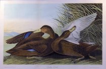 Dusky Duck - John James Audubon