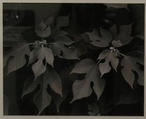 Foliar Rosettes-Ray Josef Erickson