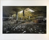 Birches Growing in Decayed Books...-Andrew Moore